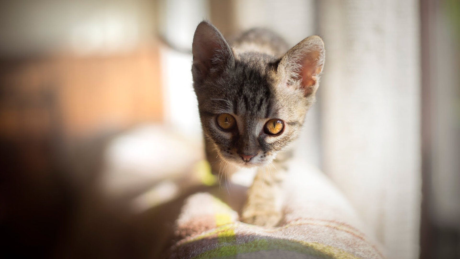 fb体育-王者荣耀“全民荣耀”年度争霸赛激烈开战，王者荣耀全明星争霸赛