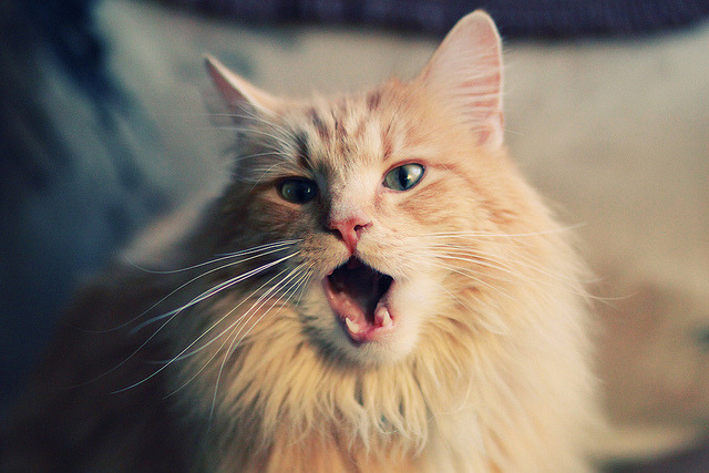 fb体育娱乐-联盟盛事：年度颁奖礼和庆典全纪录，lol颁奖盛典