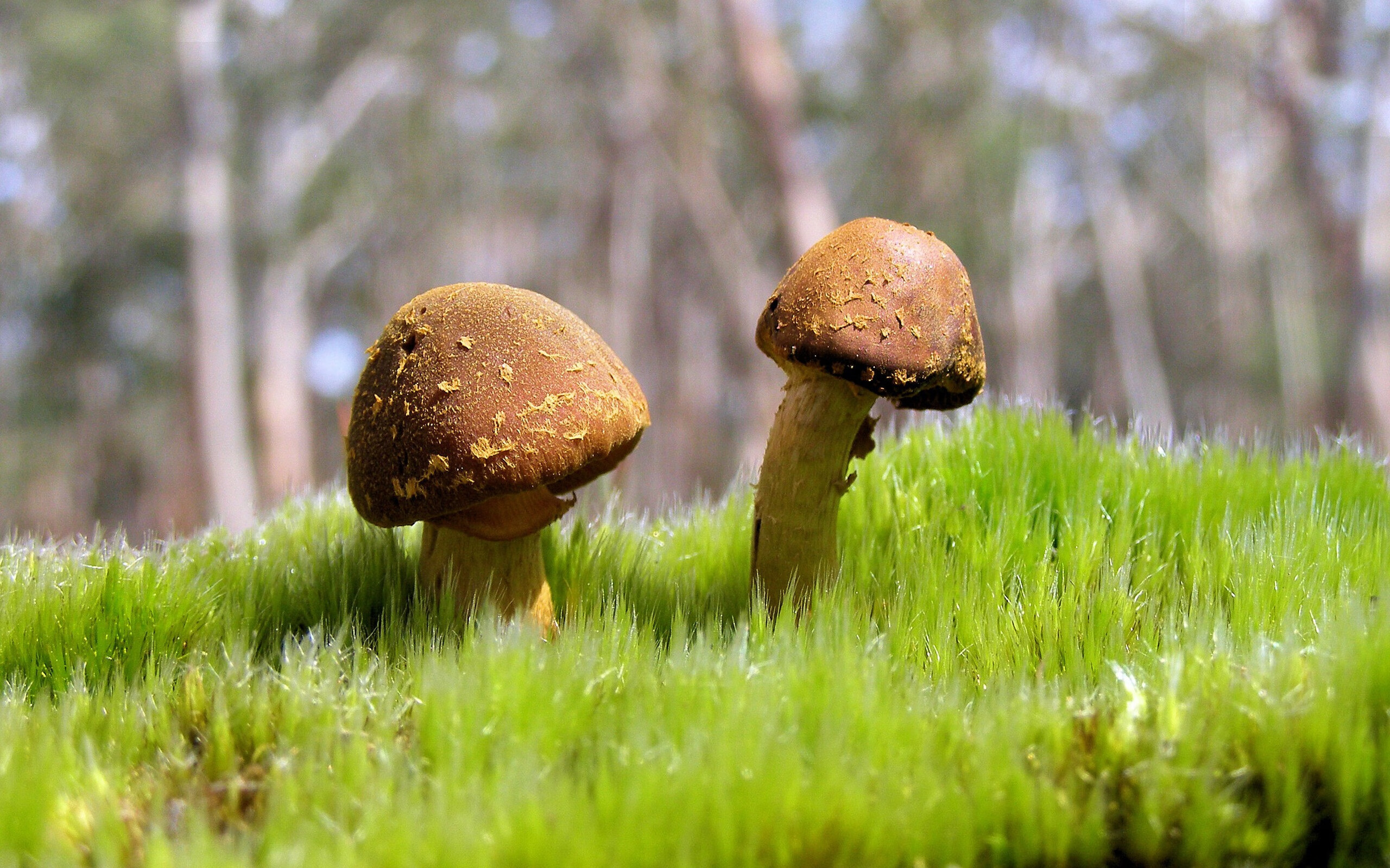 fb体育登录入口-亚特兰大主客被利物浦淘汰出局，亚特兰大vs利物浦数据分析