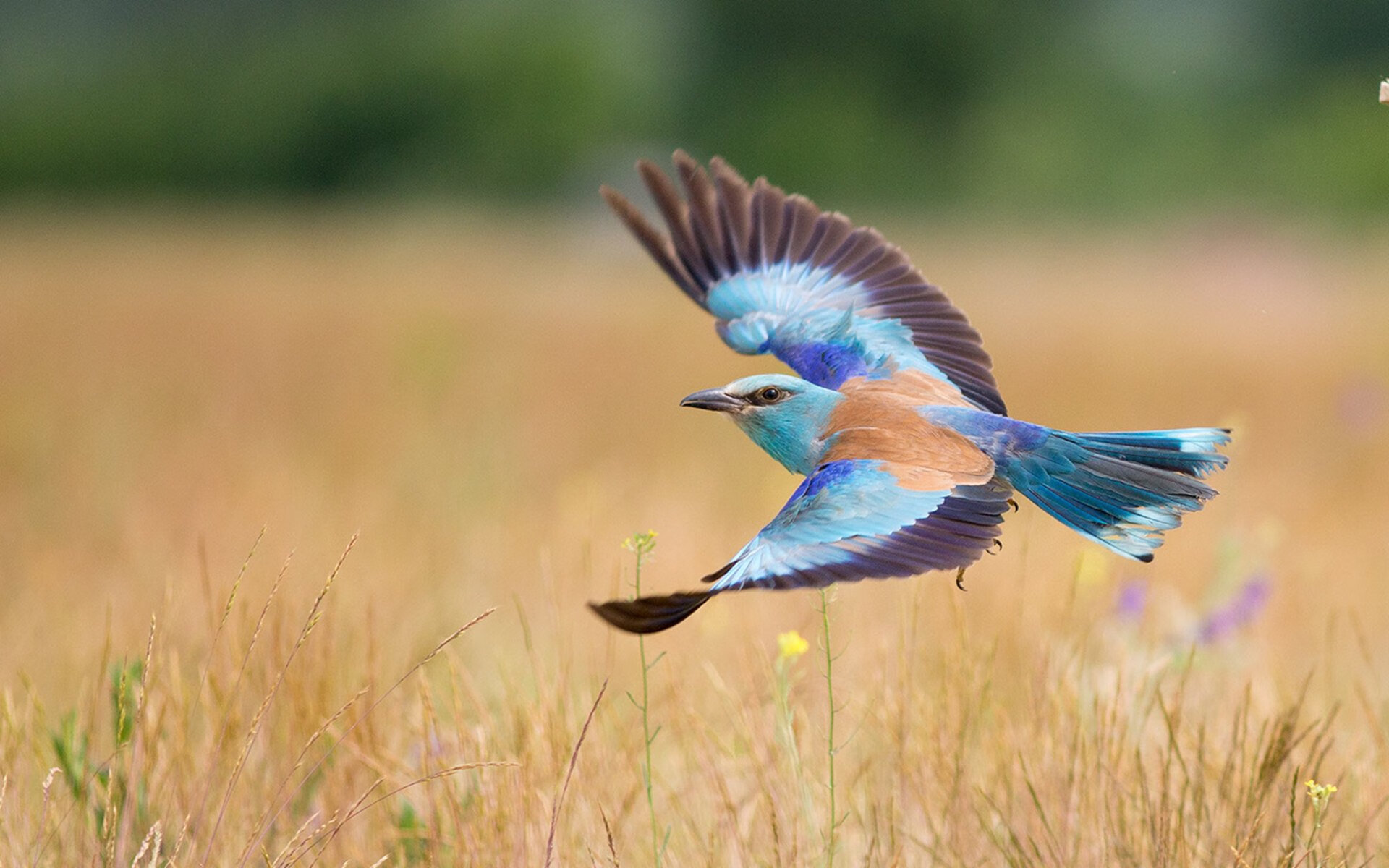 FB体育在线-山东男篮客场击败广州队，连胜达到六场，山东男篮战广东男篮