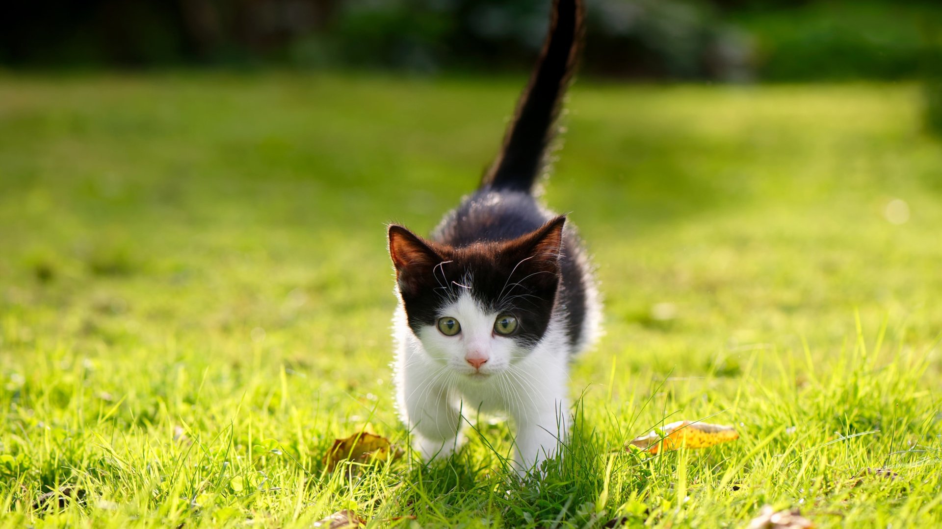 fb体育平台官网-联盟是否应建立球员职业成长档案馆，球队联盟是什么意思