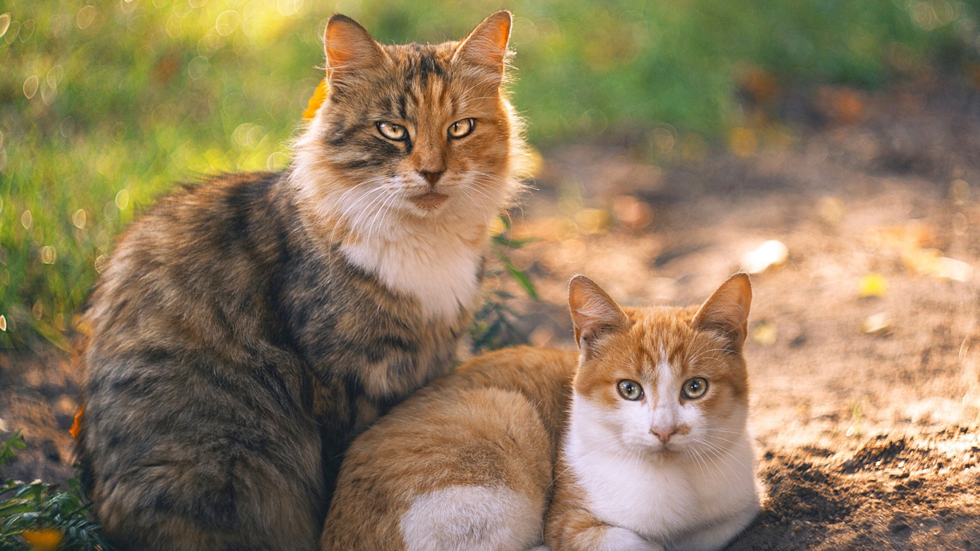 FB体育官方平台-韦康比反击节奏流畅，切利球场盼打出黑马姿态，韦康比对吉灵汉姆