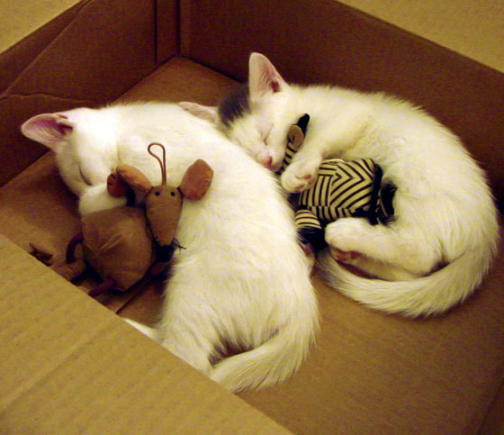 fb体育官网入口-全球绿色运动场建设热潮，碳中和成行业新标准，中国绿色运动