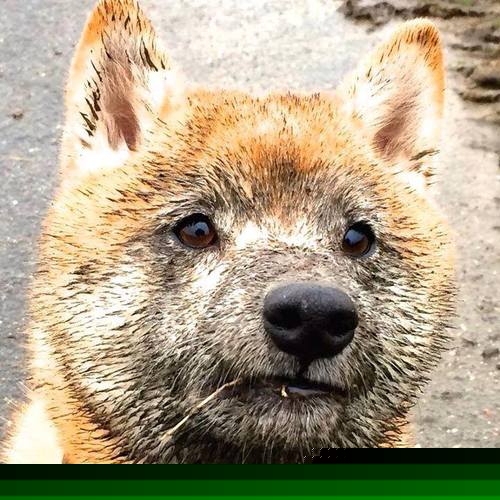 梅西领衔阿根廷稳步推进,冲击世界杯梦想