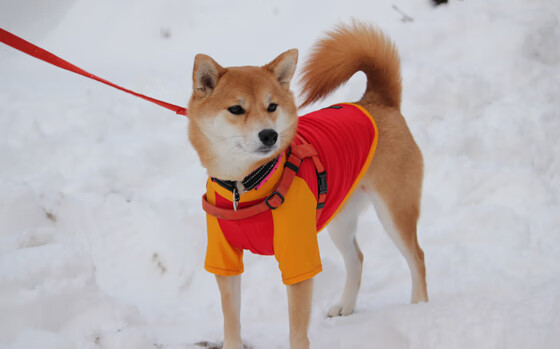 莱谢恩·卡萨斯决赛发挥成大赢家,莱恩卡斯滕